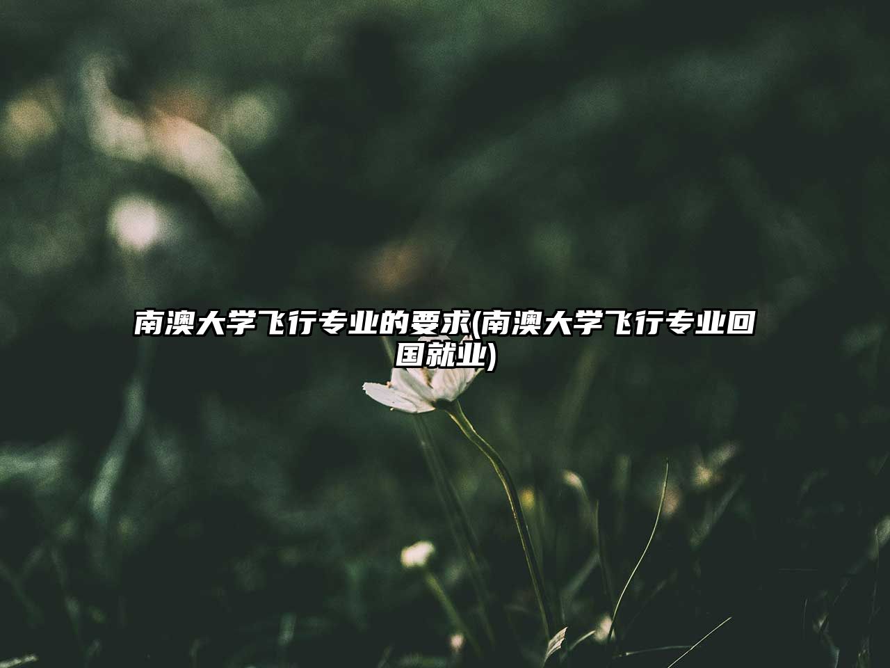 南澳大學飛行專業(yè)的要求(南澳大學飛行專業(yè)回國就業(yè))