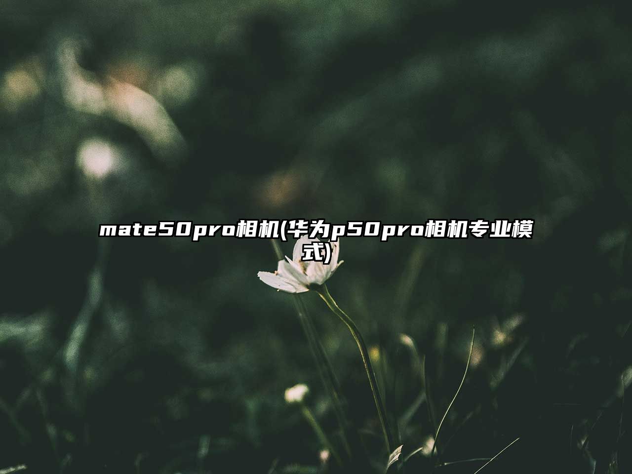 mate50pro相機(華為p50pro相機專業(yè)模式)